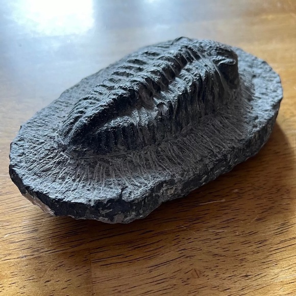 Trilobite fossil - Picture 7 of 14